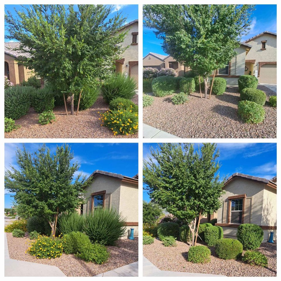 A collage of four photos shows a suburban front yard with desert landscaping by Ahwatukee Turf and Pavers, featuring a small tree, neatly trimmed bushes, yellow flowers, decorative gravel, and tan stucco houses under a clear blue sky.