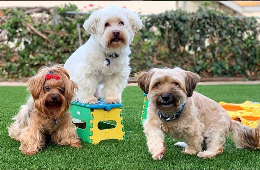 Three small dogs pose on lush pet turf. One fluffy white dog stands on a colorful plastic stool, while a brown dog with a red bow and another shaggy brown dog sit and stand nearby. Bushes and a fence are in the background.