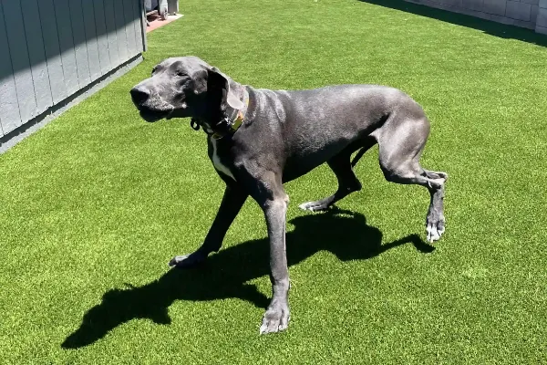 A large gray Great Dane walks on green pet turf in a sunny yard, casting a clear shadow—showcasing the work of a skilled Pet Turf Installer.