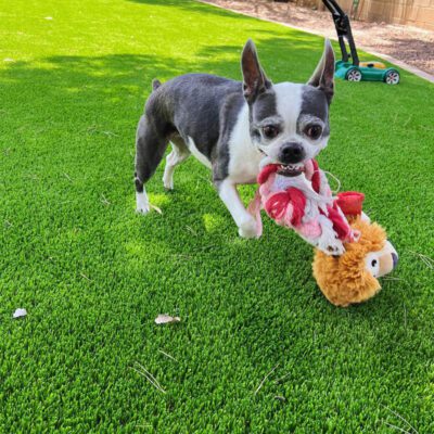 A small black and white dog stands on bright green pet turf, holding a plush toy with a red rope and a brown animal face in its mouth. A lawn mower and some trees are visible in the background.