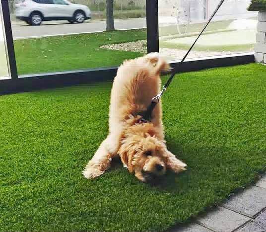 A fluffy tan dog on a leash playfully stretches forward on green Pet Turf, its tail up and head down. A car is visible outside through glass panels in the background, showcasing the work of a skilled Pet Turf Installer.